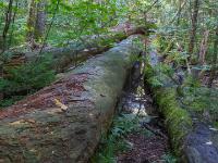 Drei mächtige, alte umgestürzte Eibenstämme